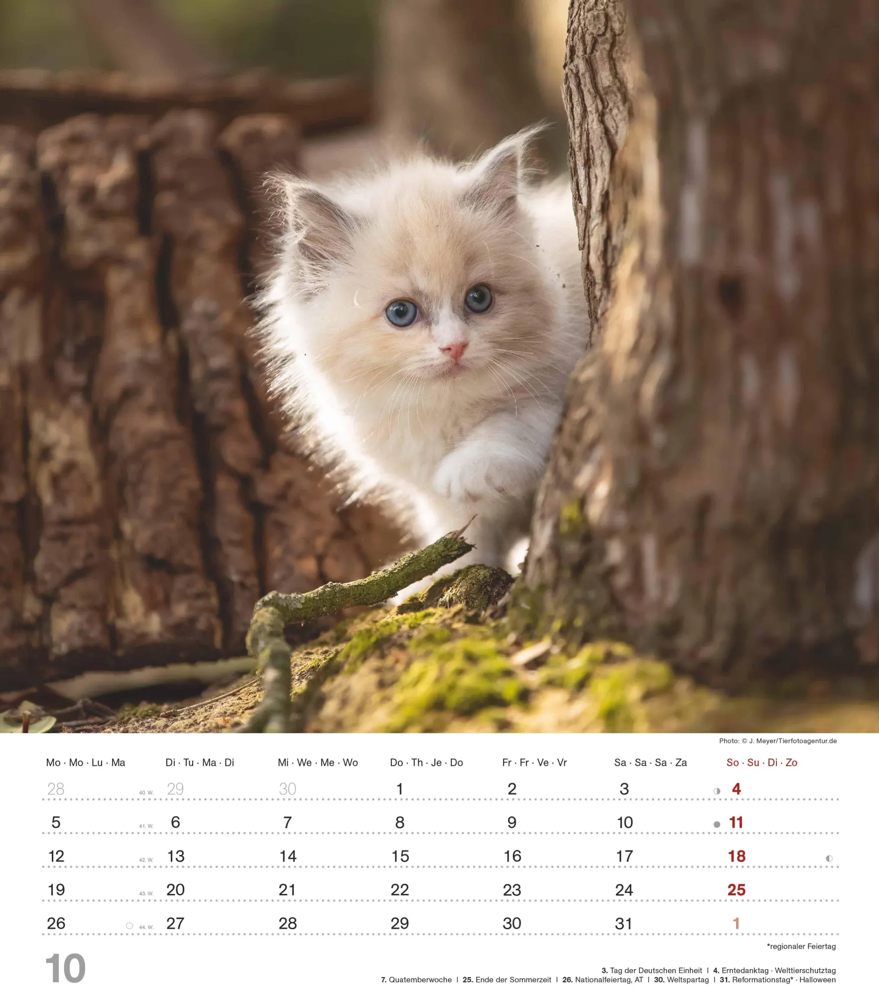 Bild: 4069095005754 | Niedliche Katzenkinder 2026 - Wand-Kalender - Tier-Kalender - 30x34