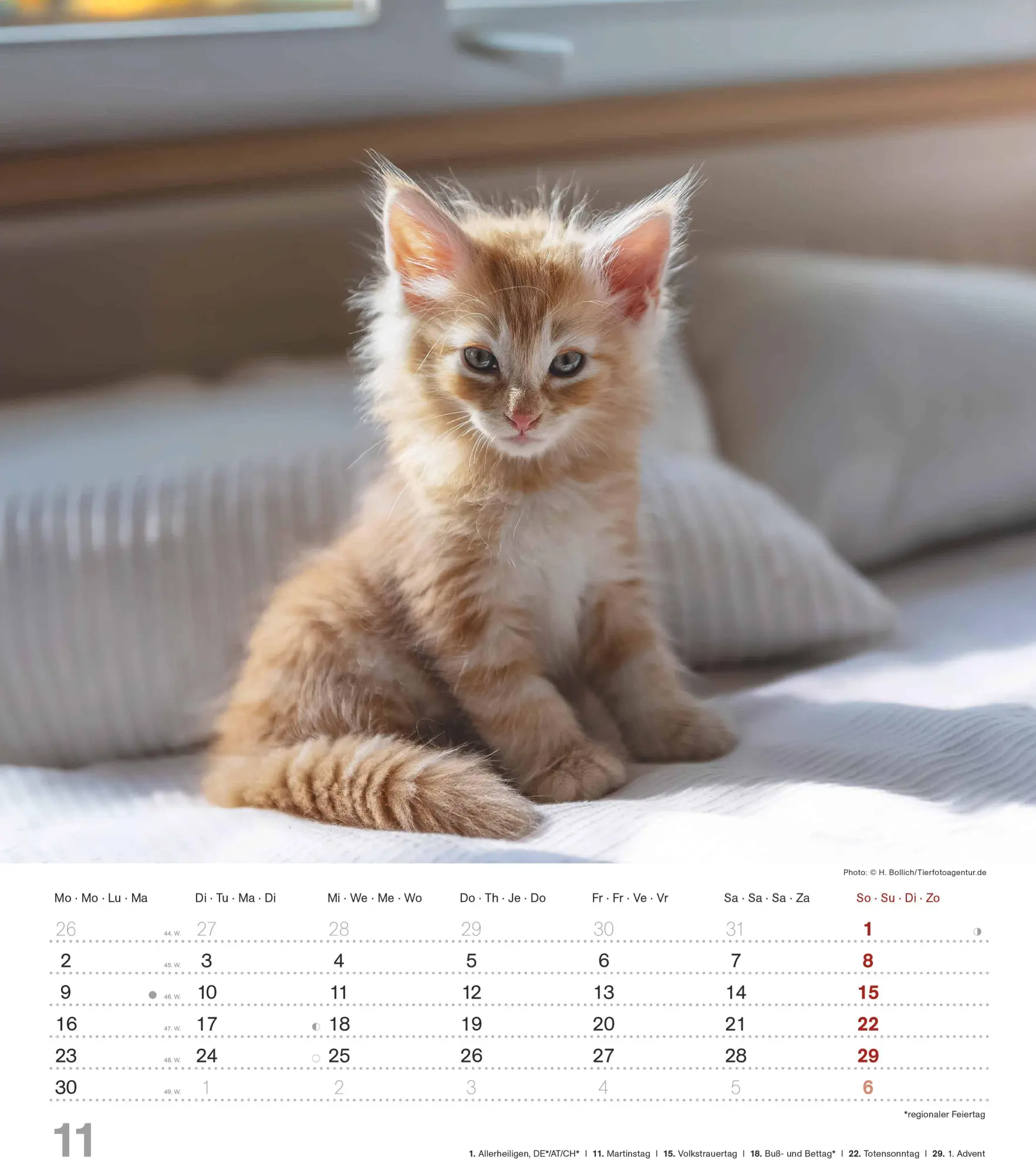 Bild: 4069095005754 | Niedliche Katzenkinder 2026 - Wand-Kalender - Tier-Kalender - 30x34