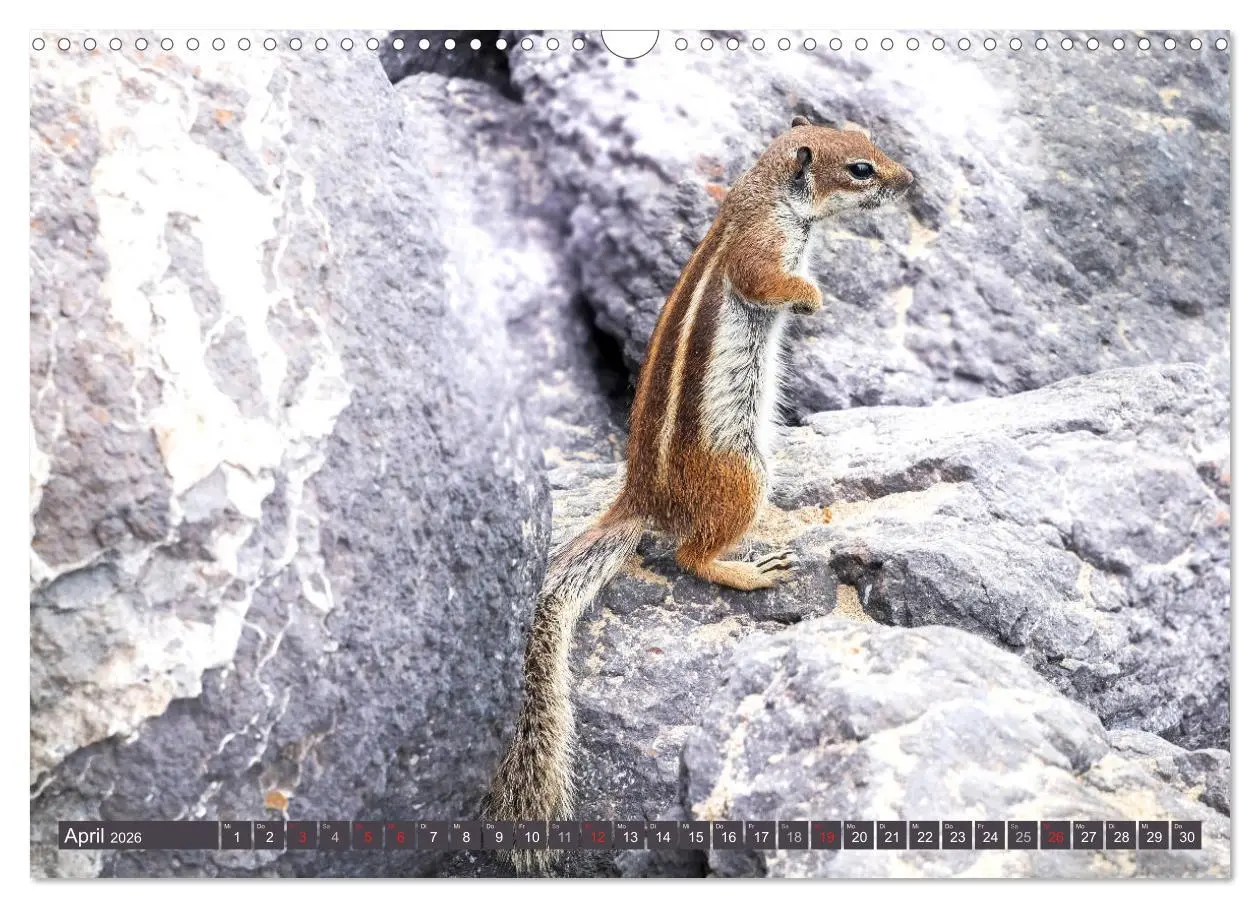 Bild: 9783457825754 | FUERTEVENTURA - Inselblick (Wandkalender 2026 DIN A3 quer),...