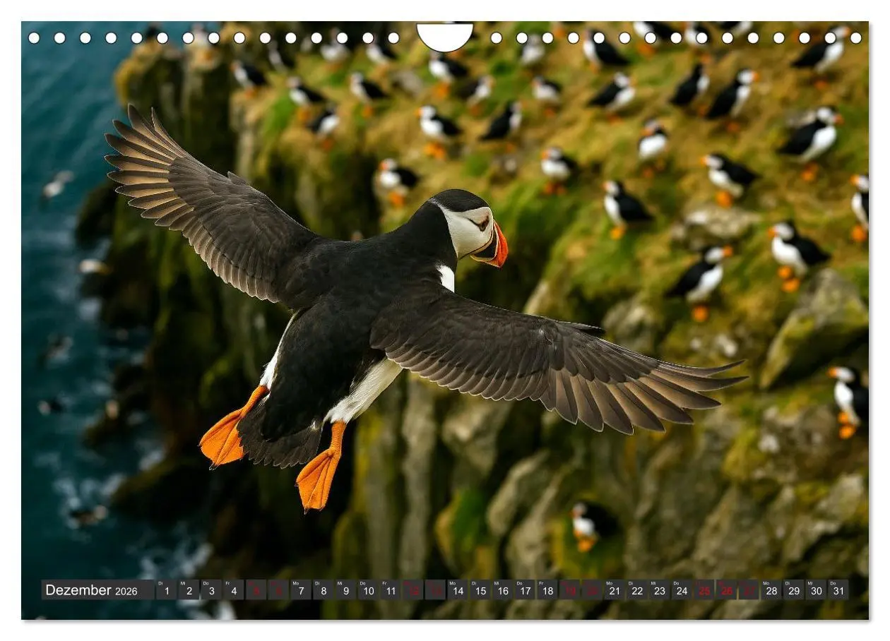 Bild: 9783516605754 | Über dem Vogelflug (Wandkalender 2026 DIN A4 quer), CALVENDO...