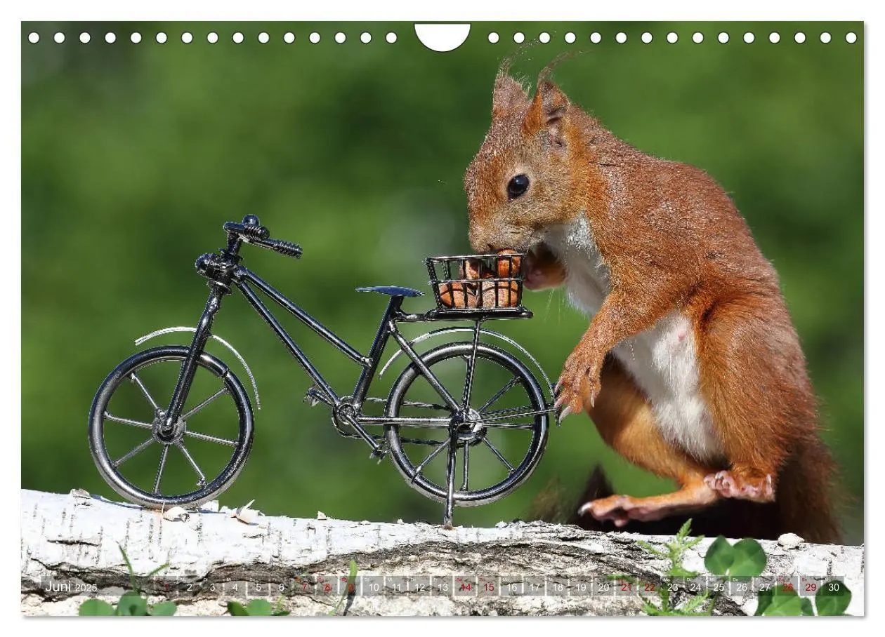 Bild: 9783435345854 | Eichhörnchen Luna und ihre Kinder (Wandkalender 2025 DIN A4 quer),...