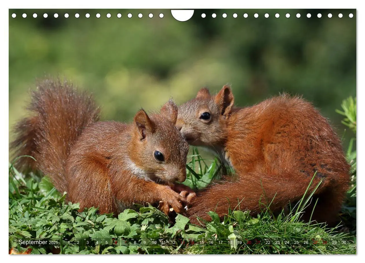 Bild: 9783435345854 | Eichhörnchen Luna und ihre Kinder (Wandkalender 2025 DIN A4 quer),...