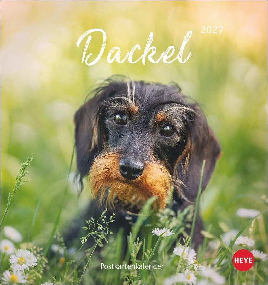 Cover: 9783756415854 | Dackel Postkartenkalender 2027 | Heye | Kalender | Spiralbindung