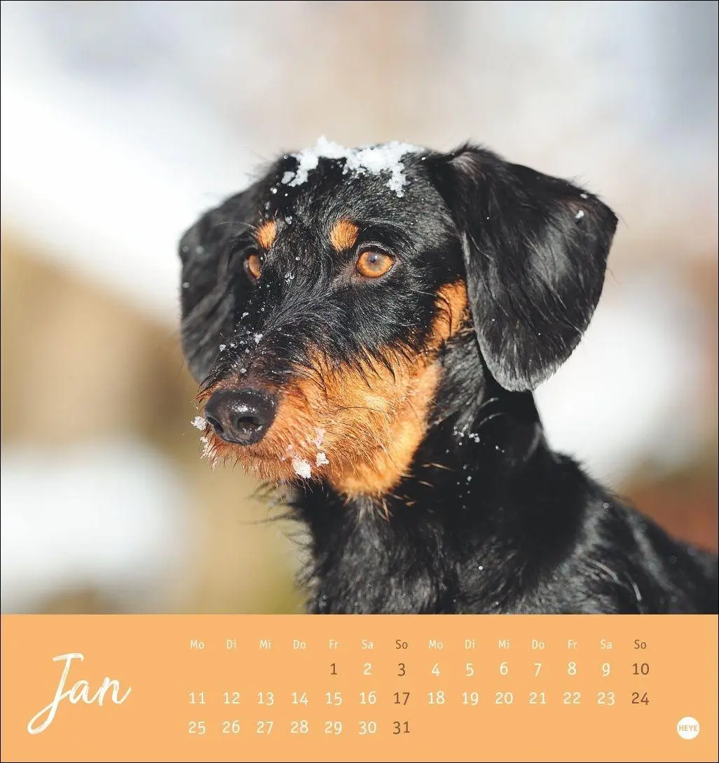 Bild: 9783756415854 | Dackel Postkartenkalender 2027 | Heye | Kalender | Spiralbindung