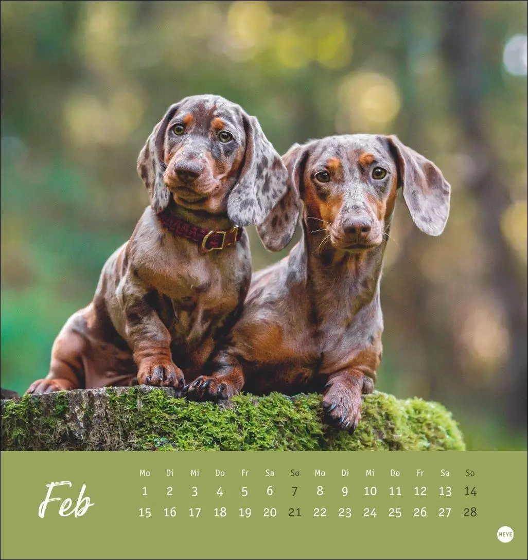 Bild: 9783756415854 | Dackel Postkartenkalender 2027 | Heye | Kalender | Spiralbindung