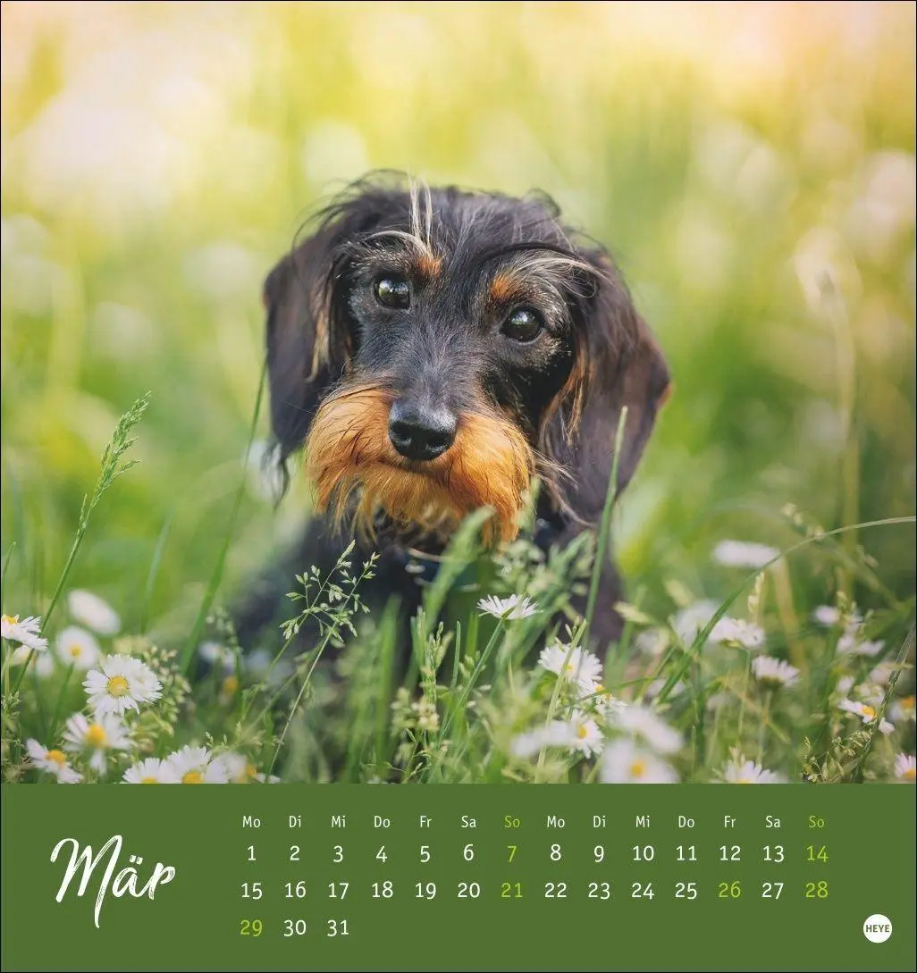 Bild: 9783756415854 | Dackel Postkartenkalender 2027 | Heye | Kalender | Spiralbindung