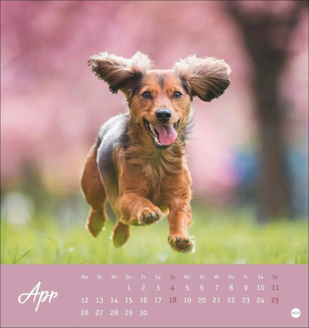 Bild: 9783756415854 | Dackel Postkartenkalender 2027 | Heye | Kalender | Spiralbindung