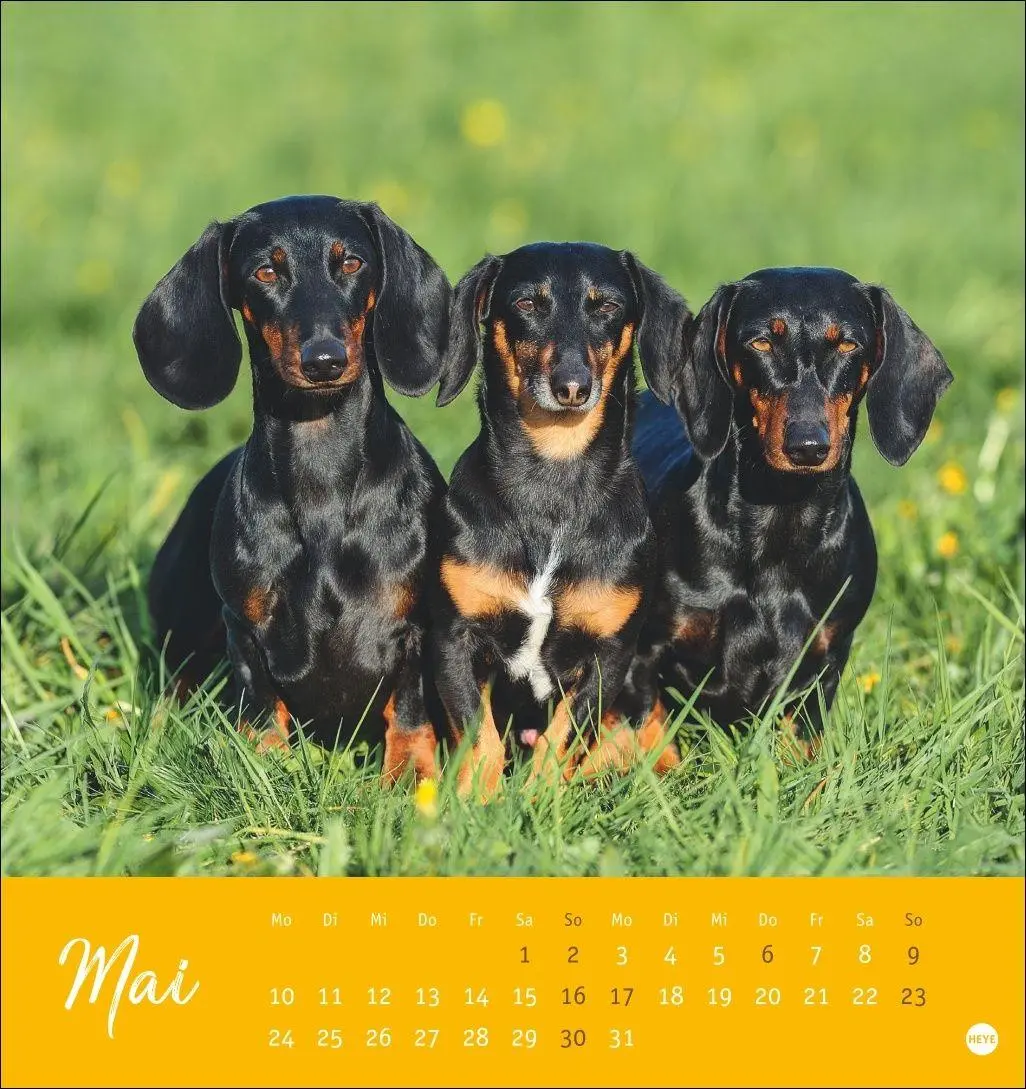 Bild: 9783756415854 | Dackel Postkartenkalender 2027 | Heye | Kalender | Spiralbindung