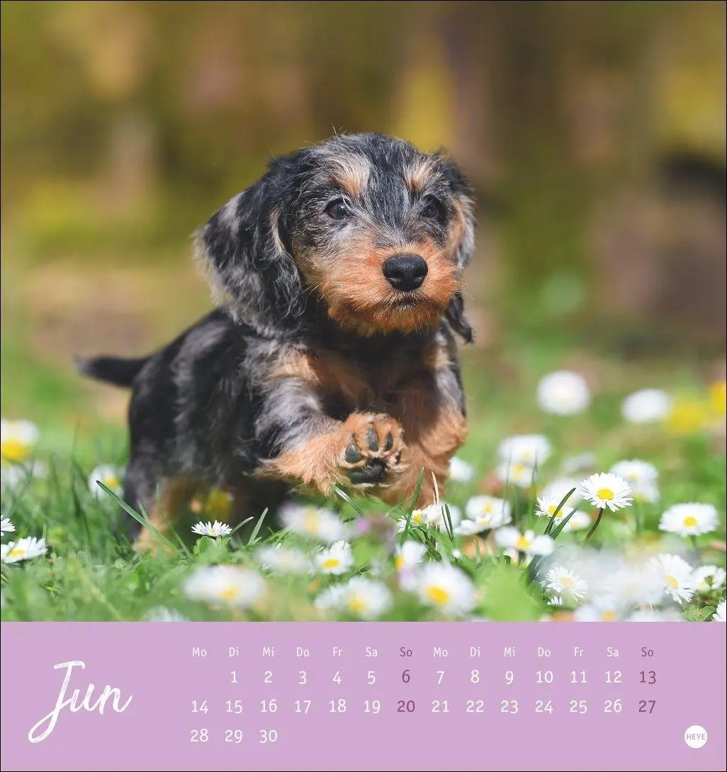 Bild: 9783756415854 | Dackel Postkartenkalender 2027 | Heye | Kalender | Spiralbindung