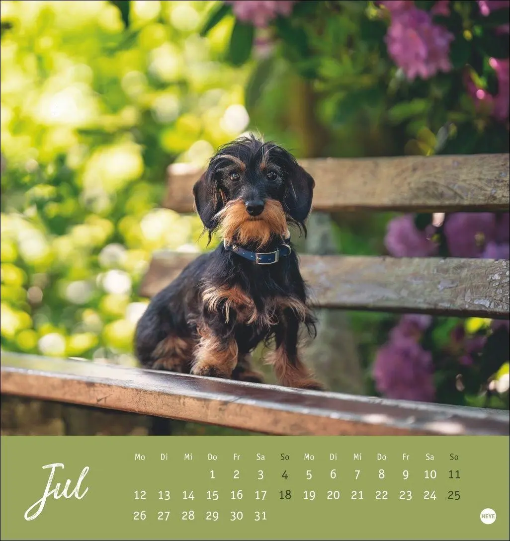 Bild: 9783756415854 | Dackel Postkartenkalender 2027 | Heye | Kalender | Spiralbindung