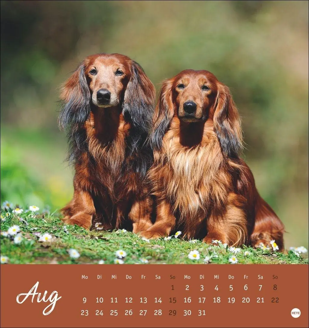 Bild: 9783756415854 | Dackel Postkartenkalender 2027 | Heye | Kalender | Spiralbindung