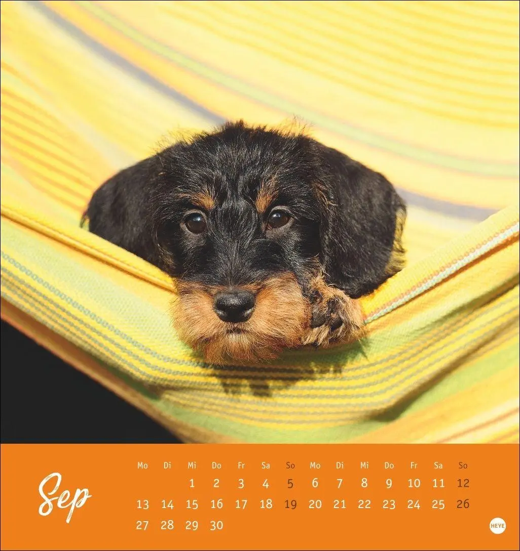Bild: 9783756415854 | Dackel Postkartenkalender 2027 | Heye | Kalender | Spiralbindung