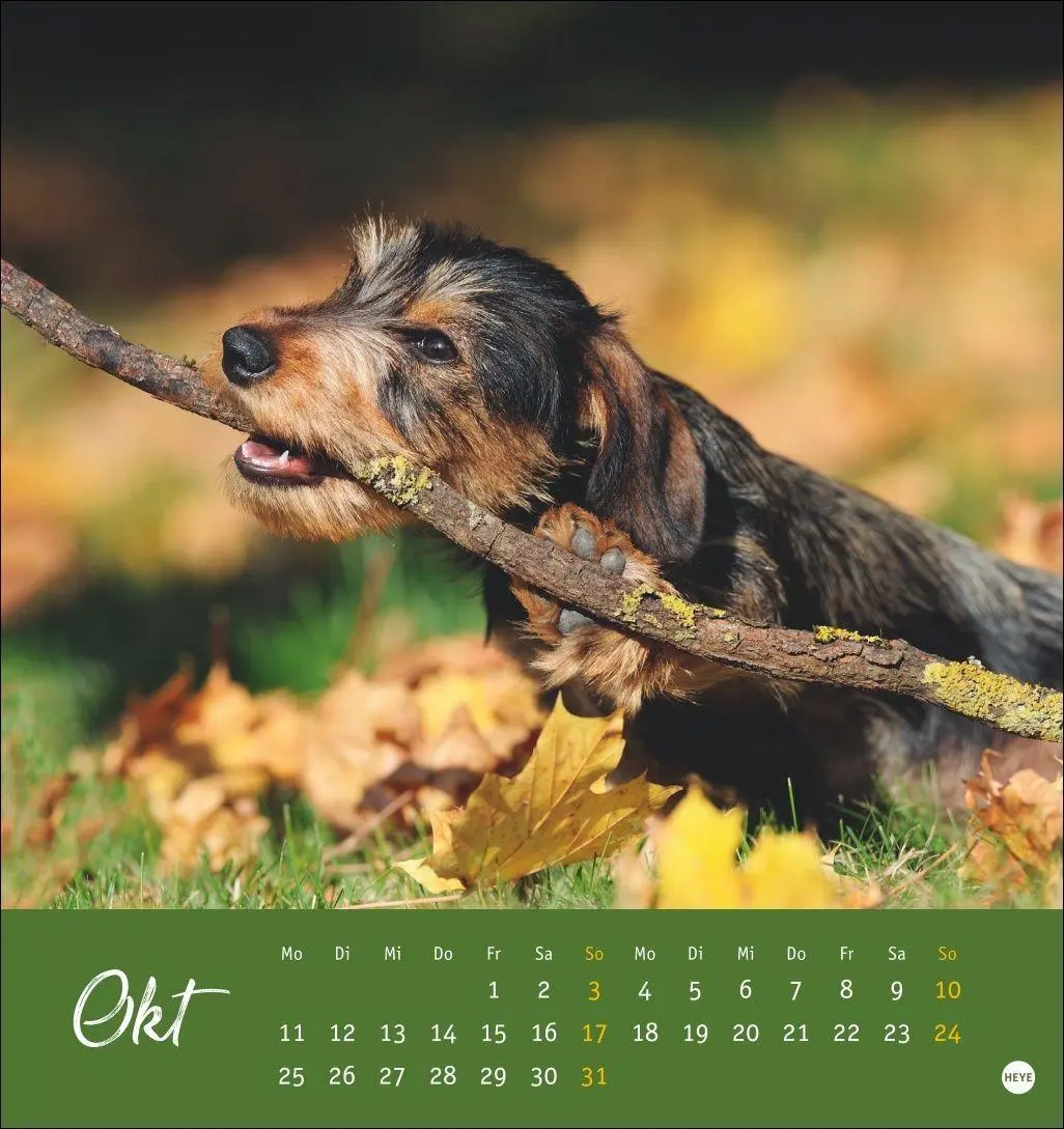 Bild: 9783756415854 | Dackel Postkartenkalender 2027 | Heye | Kalender | Spiralbindung