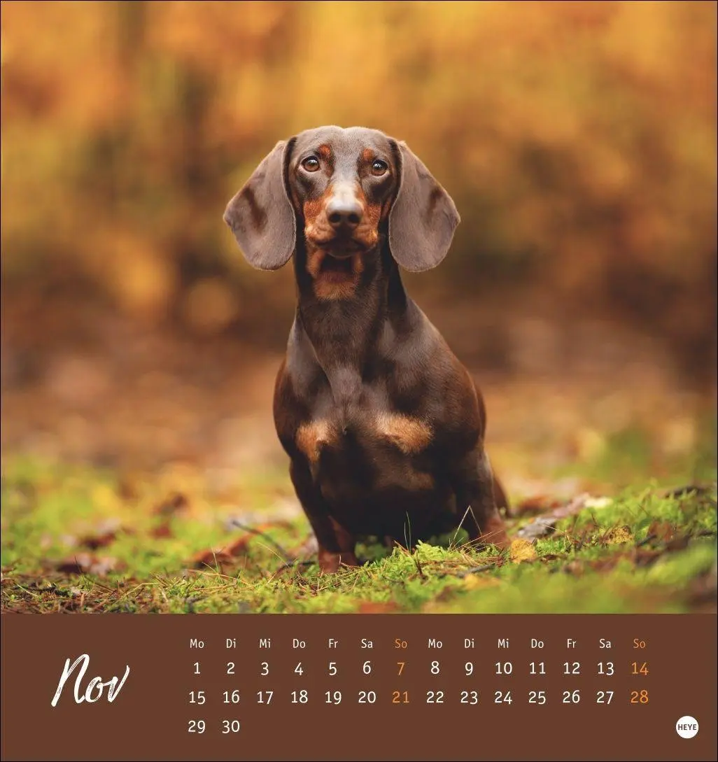 Bild: 9783756415854 | Dackel Postkartenkalender 2027 | Heye | Kalender | Spiralbindung