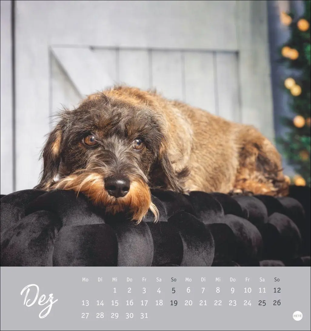 Bild: 9783756415854 | Dackel Postkartenkalender 2027 | Heye | Kalender | Spiralbindung