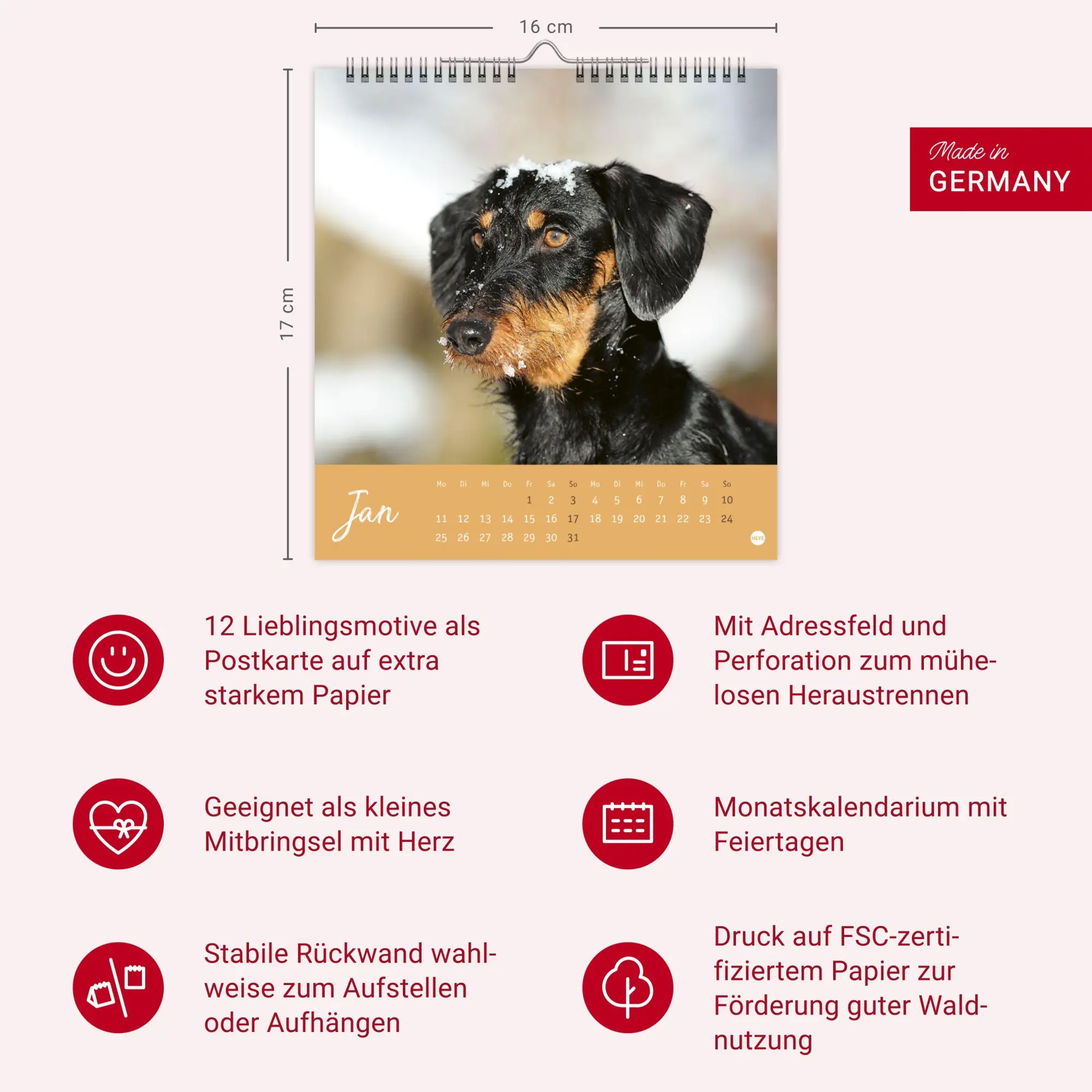 Bild: 9783756415854 | Dackel Postkartenkalender 2027 | Heye | Kalender | Spiralbindung