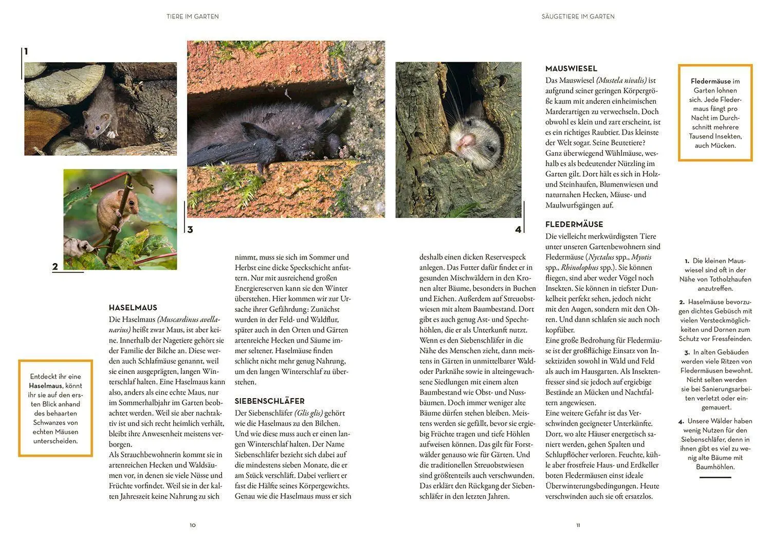 Bild: 9783440176054 | Tierisch guter Garten! | Mareike Fedders | Taschenbuch | 128 S. | 2022