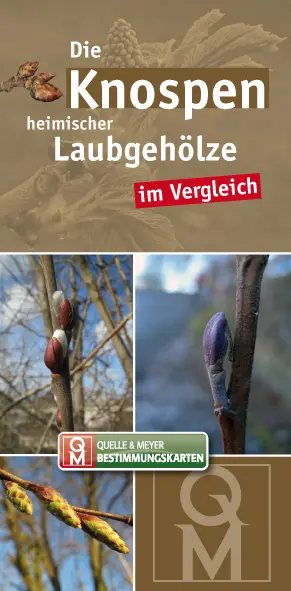 Cover: 9783494016054 | Die Knospen heimischer Laubgehölze im Vergleich, Bestimmungskarten