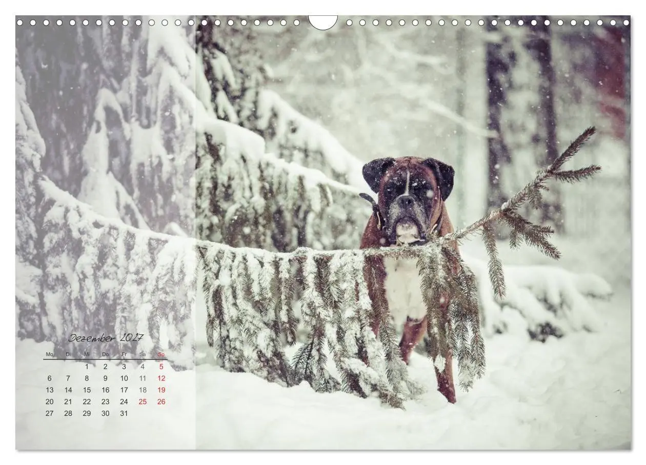 Bild: 9783594236154 | Deutscher Boxer 2027 (Wandkalender 2027 DIN A3 quer), CALVENDO...
