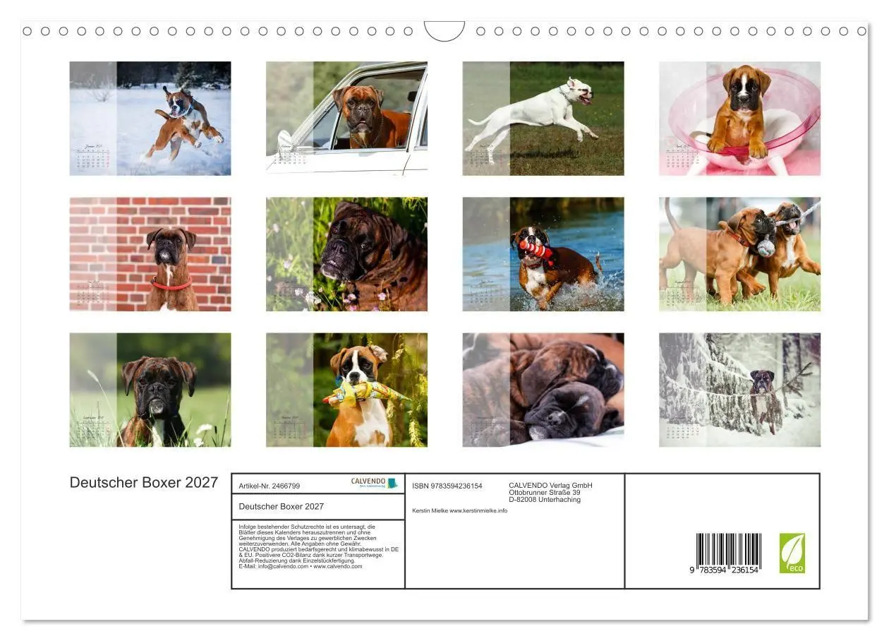 Bild: 9783594236154 | Deutscher Boxer 2027 (Wandkalender 2027 DIN A3 quer), CALVENDO...