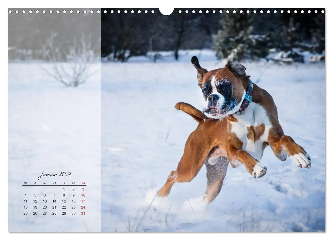 Bild: 9783594236154 | Deutscher Boxer 2027 (Wandkalender 2027 DIN A3 quer), CALVENDO...