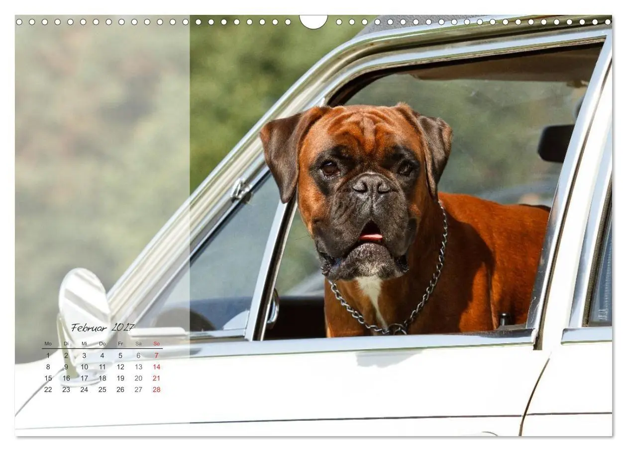 Bild: 9783594236154 | Deutscher Boxer 2027 (Wandkalender 2027 DIN A3 quer), CALVENDO...