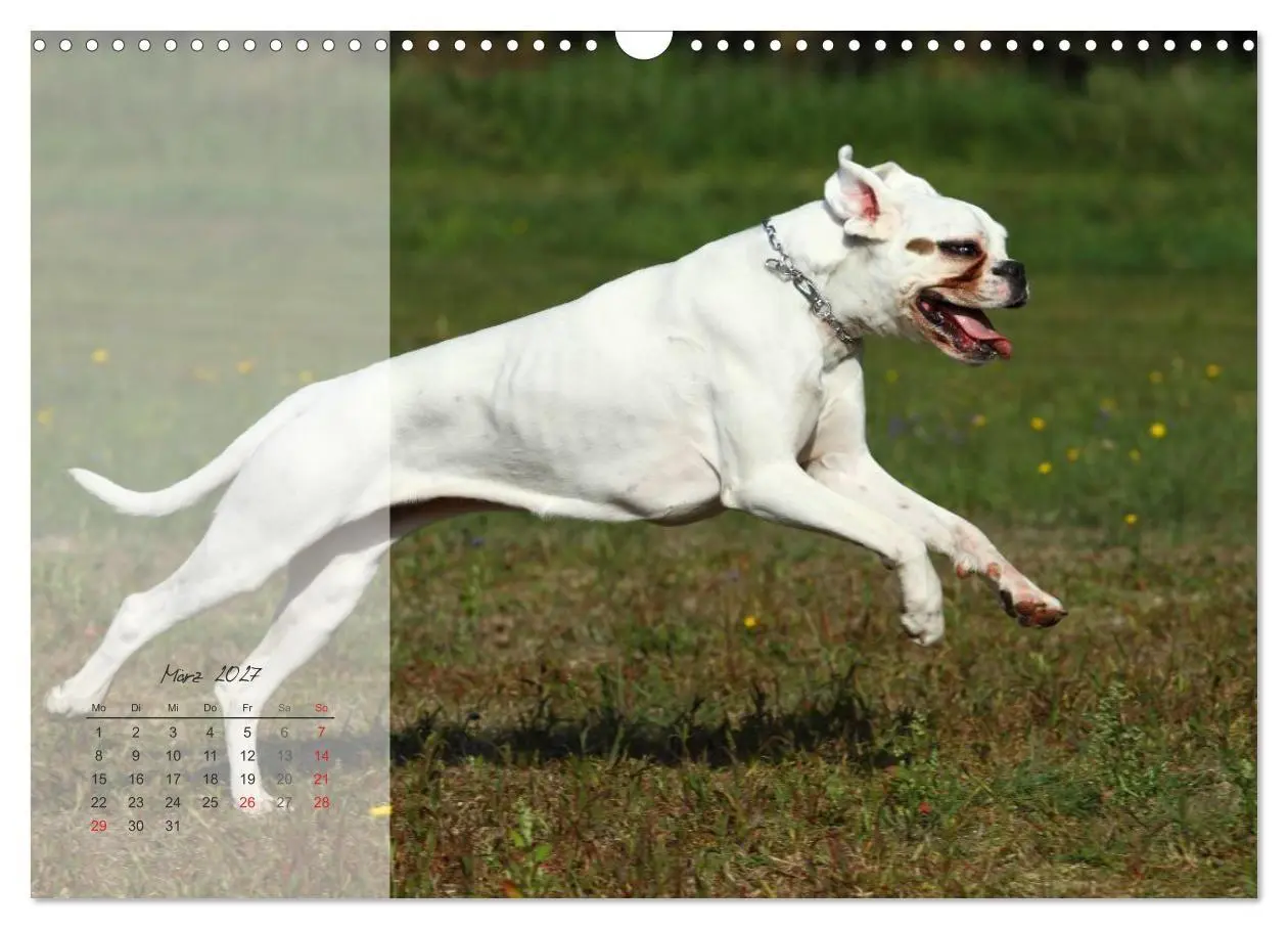 Bild: 9783594236154 | Deutscher Boxer 2027 (Wandkalender 2027 DIN A3 quer), CALVENDO...
