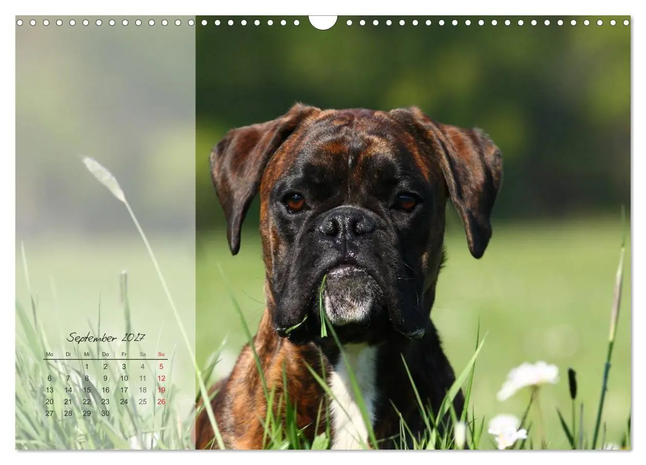 Bild: 9783594236154 | Deutscher Boxer 2027 (Wandkalender 2027 DIN A3 quer), CALVENDO...