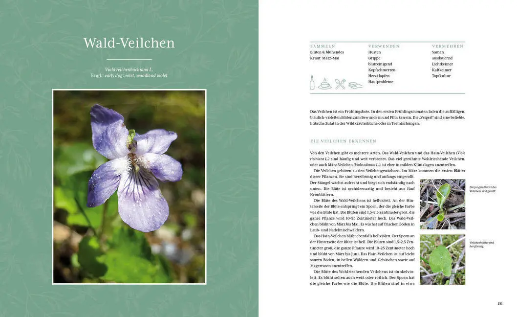 Bild: 9783706626354 | Gesunde Wildkräuter aus meinem Garten | erkennen, vermehren, nutzen
