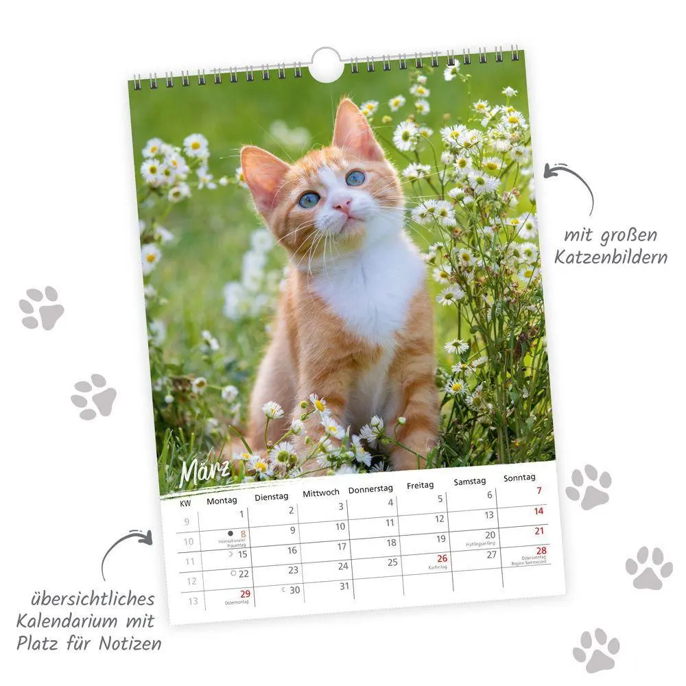 Bild: 9783988026354 | TRÖTSCH - Classickalender Liebste Katzen 2027 | Wandkalender | KG