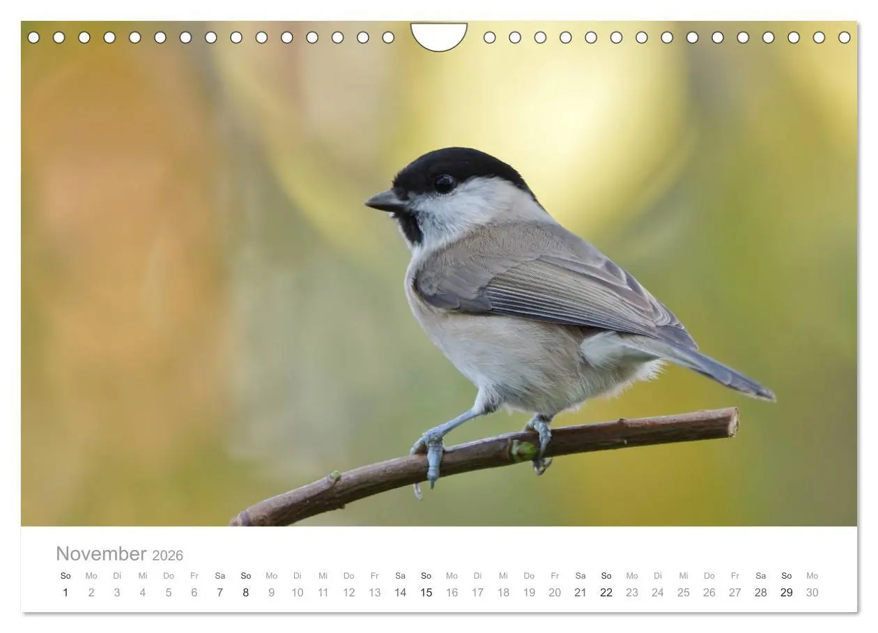 Bild: 9783516156454 | Vögel in unseren Gärten 2026 (Wandkalender 2026 DIN A4 quer),...
