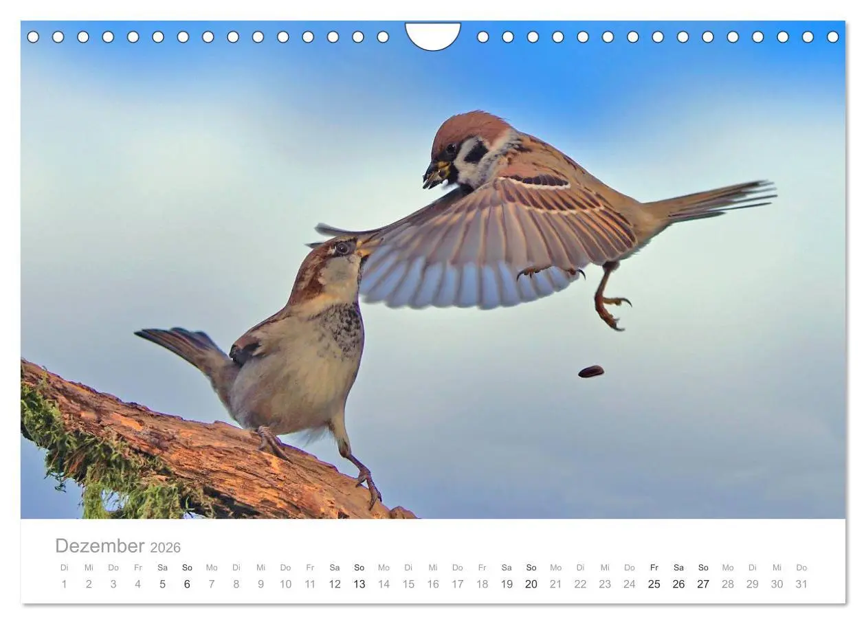 Bild: 9783516156454 | Vögel in unseren Gärten 2026 (Wandkalender 2026 DIN A4 quer),...