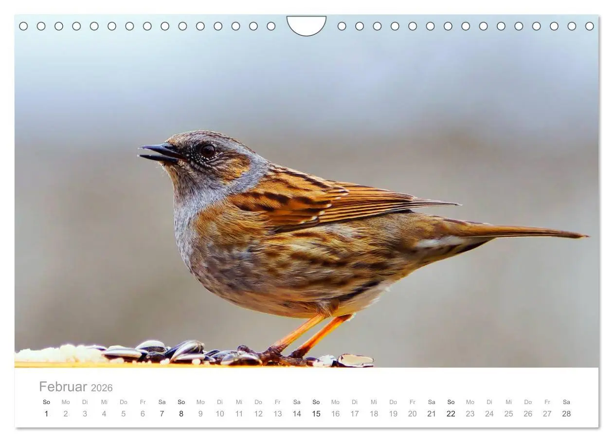 Bild: 9783516156454 | Vögel in unseren Gärten 2026 (Wandkalender 2026 DIN A4 quer),...