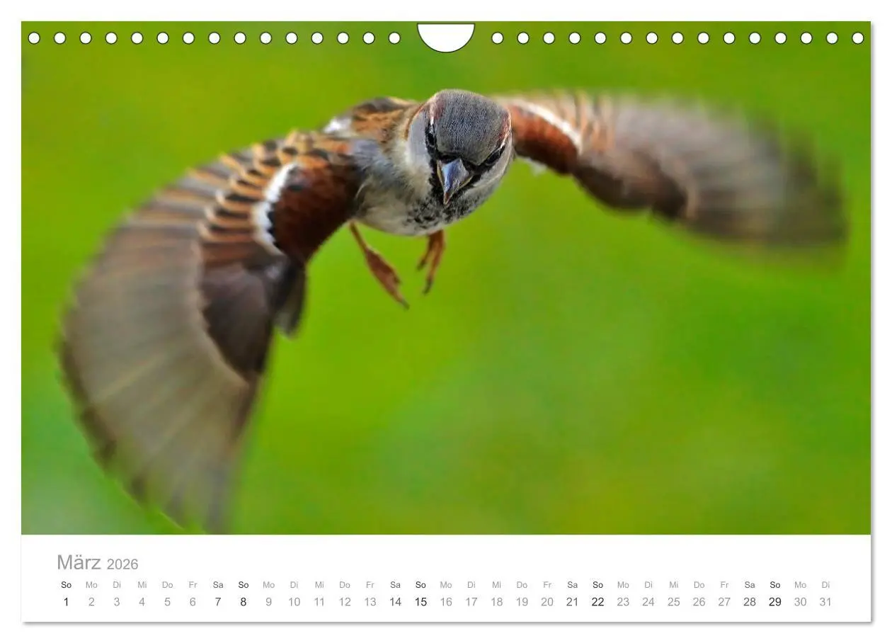 Bild: 9783516156454 | Vögel in unseren Gärten 2026 (Wandkalender 2026 DIN A4 quer),...