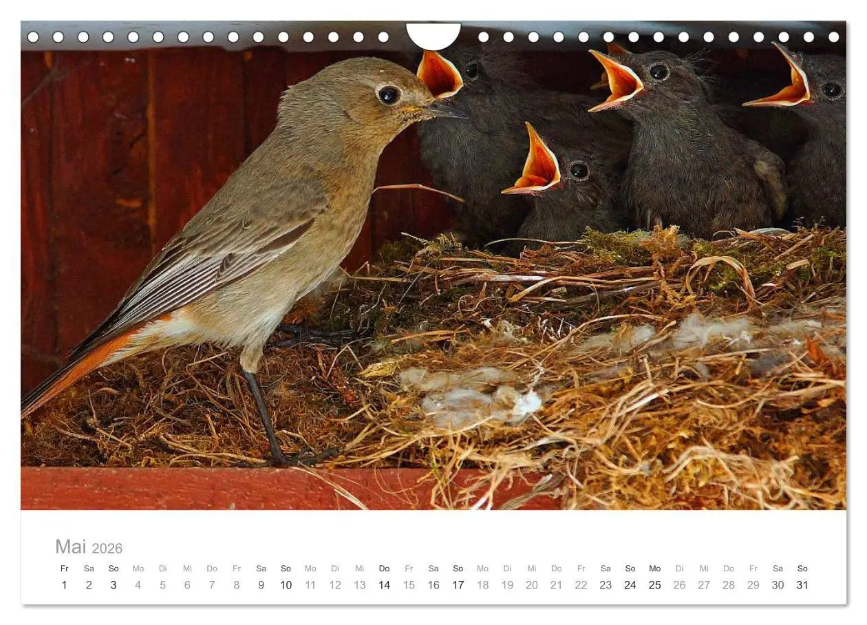 Bild: 9783516156454 | Vögel in unseren Gärten 2026 (Wandkalender 2026 DIN A4 quer),...