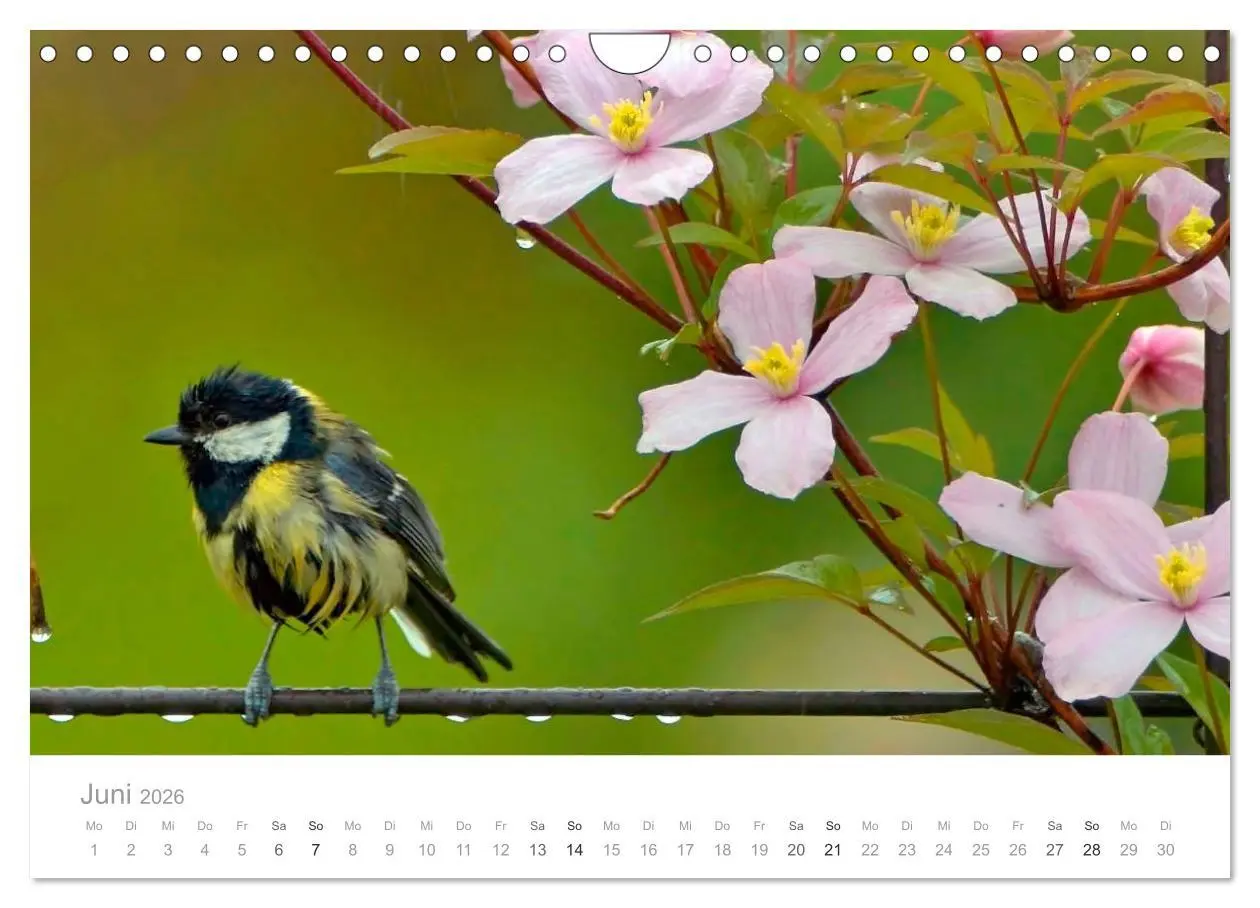 Bild: 9783516156454 | Vögel in unseren Gärten 2026 (Wandkalender 2026 DIN A4 quer),...