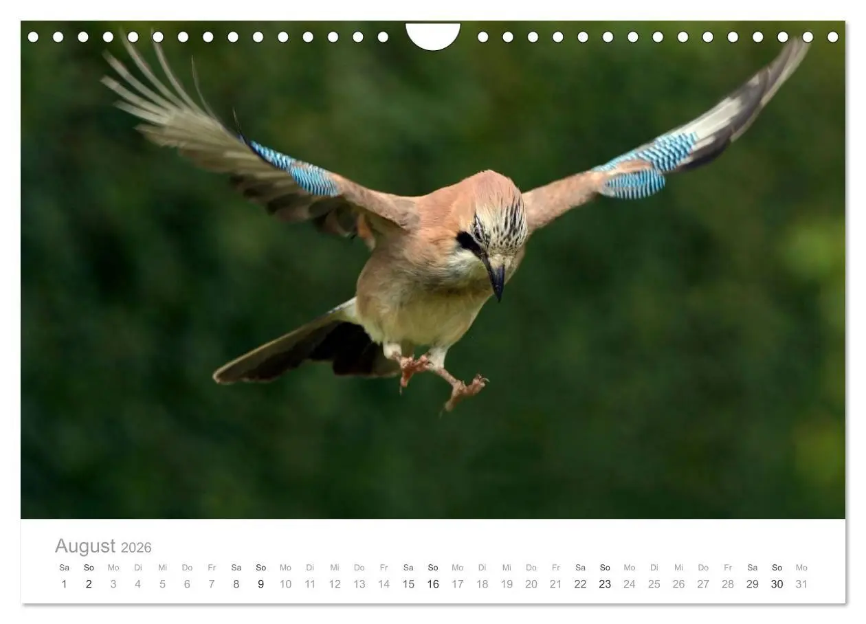 Bild: 9783516156454 | Vögel in unseren Gärten 2026 (Wandkalender 2026 DIN A4 quer),...