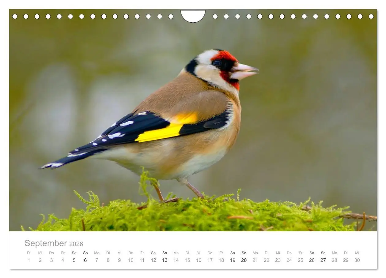 Bild: 9783516156454 | Vögel in unseren Gärten 2026 (Wandkalender 2026 DIN A4 quer),...