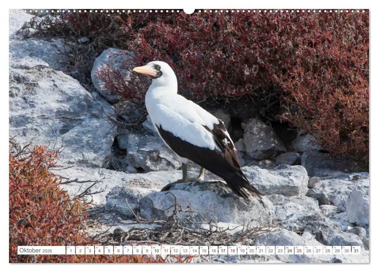 Bild: 9783516076554 | Galapagos. Verzauberte Inseln (Wandkalender 2026 DIN A2 quer),...