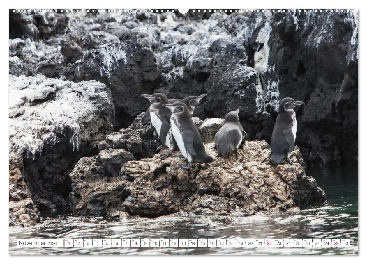 Bild: 9783516076554 | Galapagos. Verzauberte Inseln (Wandkalender 2026 DIN A2 quer),...