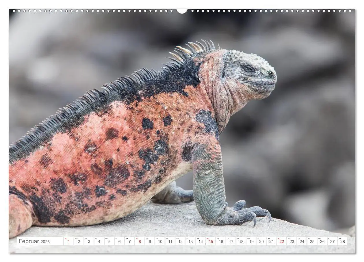 Bild: 9783516076554 | Galapagos. Verzauberte Inseln (Wandkalender 2026 DIN A2 quer),...