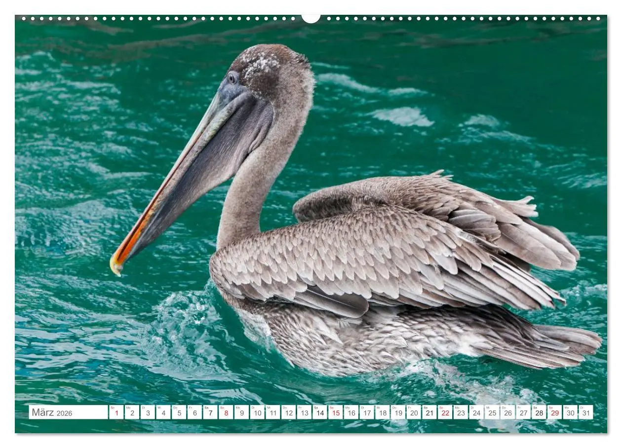 Bild: 9783516076554 | Galapagos. Verzauberte Inseln (Wandkalender 2026 DIN A2 quer),...