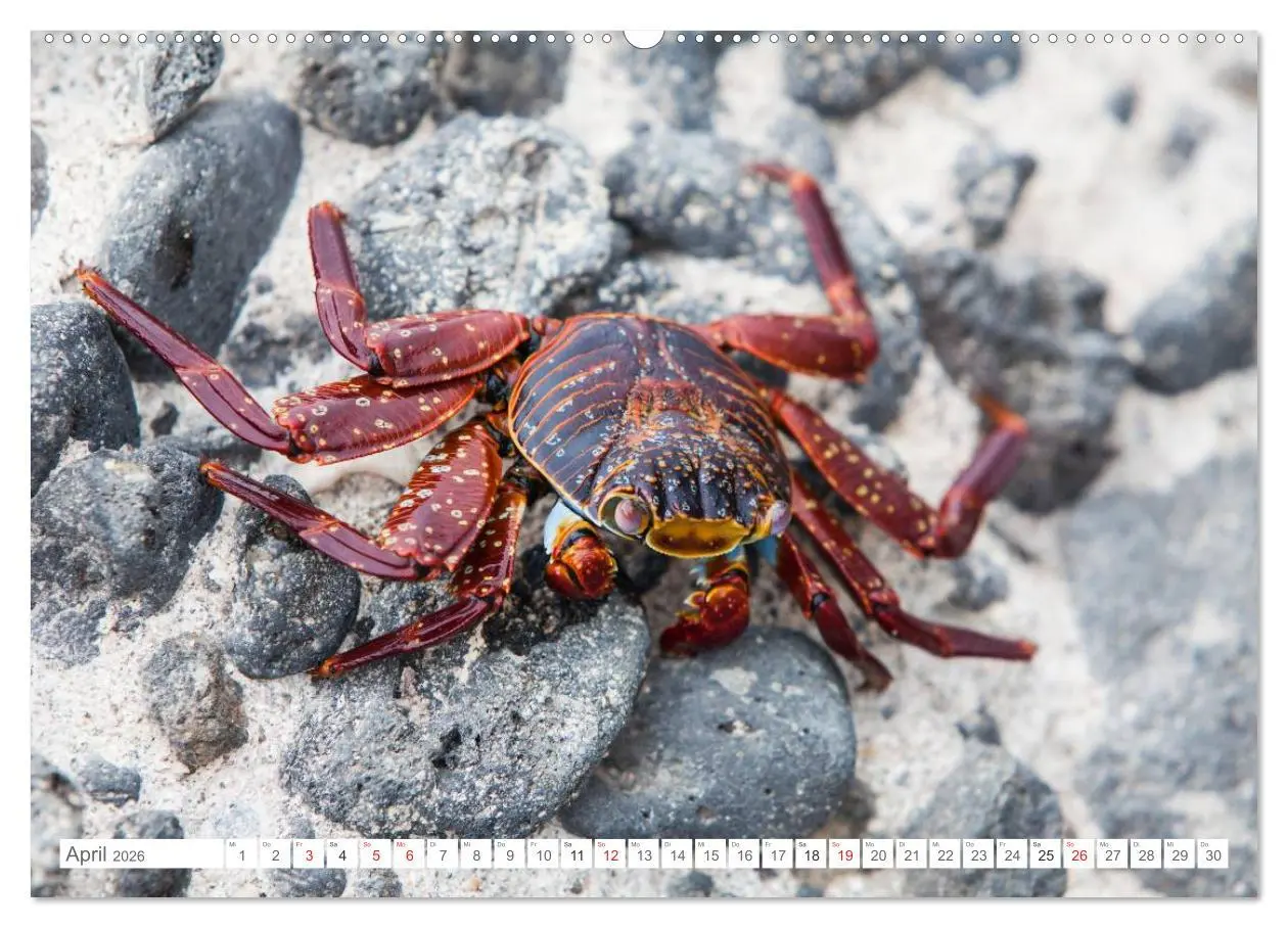 Bild: 9783516076554 | Galapagos. Verzauberte Inseln (Wandkalender 2026 DIN A2 quer),...