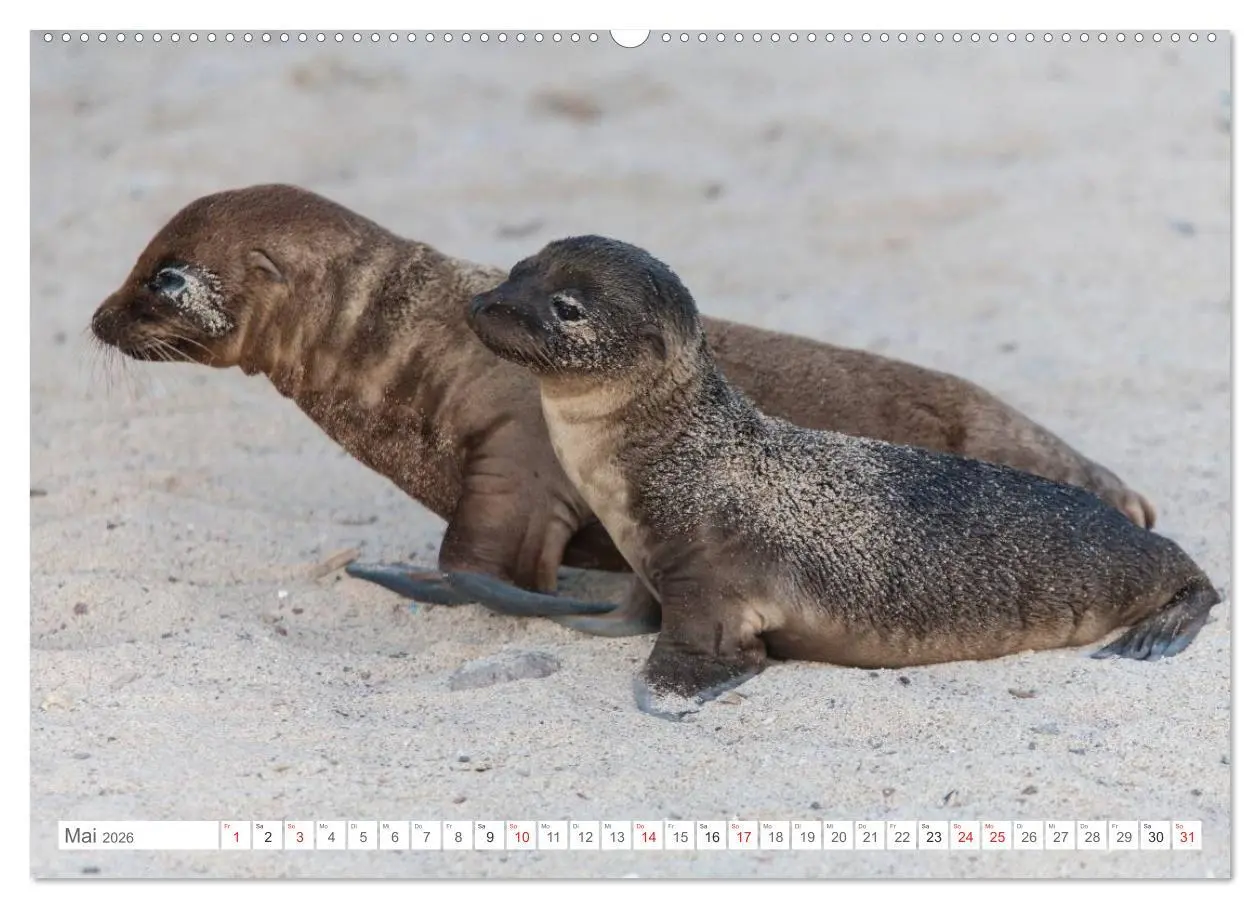 Bild: 9783516076554 | Galapagos. Verzauberte Inseln (Wandkalender 2026 DIN A2 quer),...