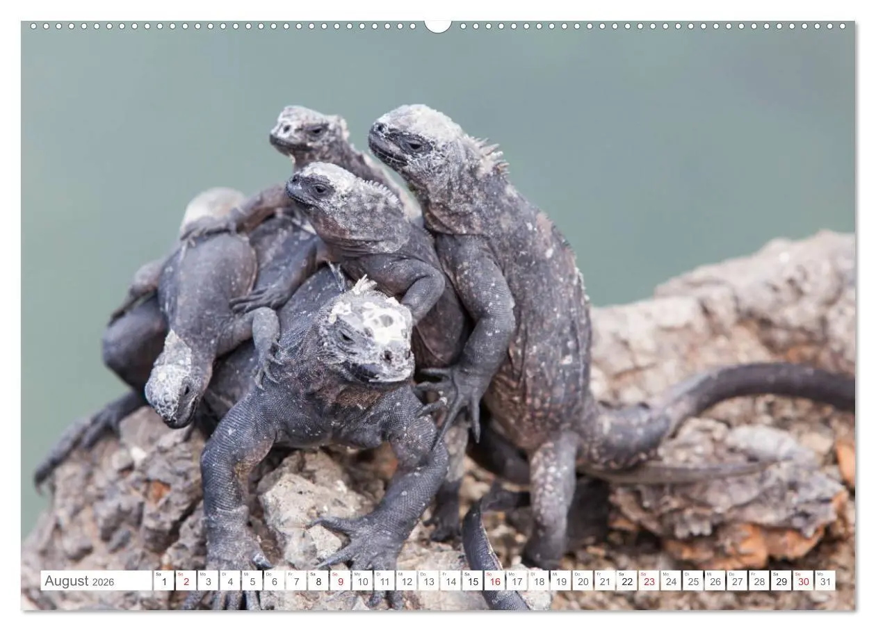 Bild: 9783516076554 | Galapagos. Verzauberte Inseln (Wandkalender 2026 DIN A2 quer),...
