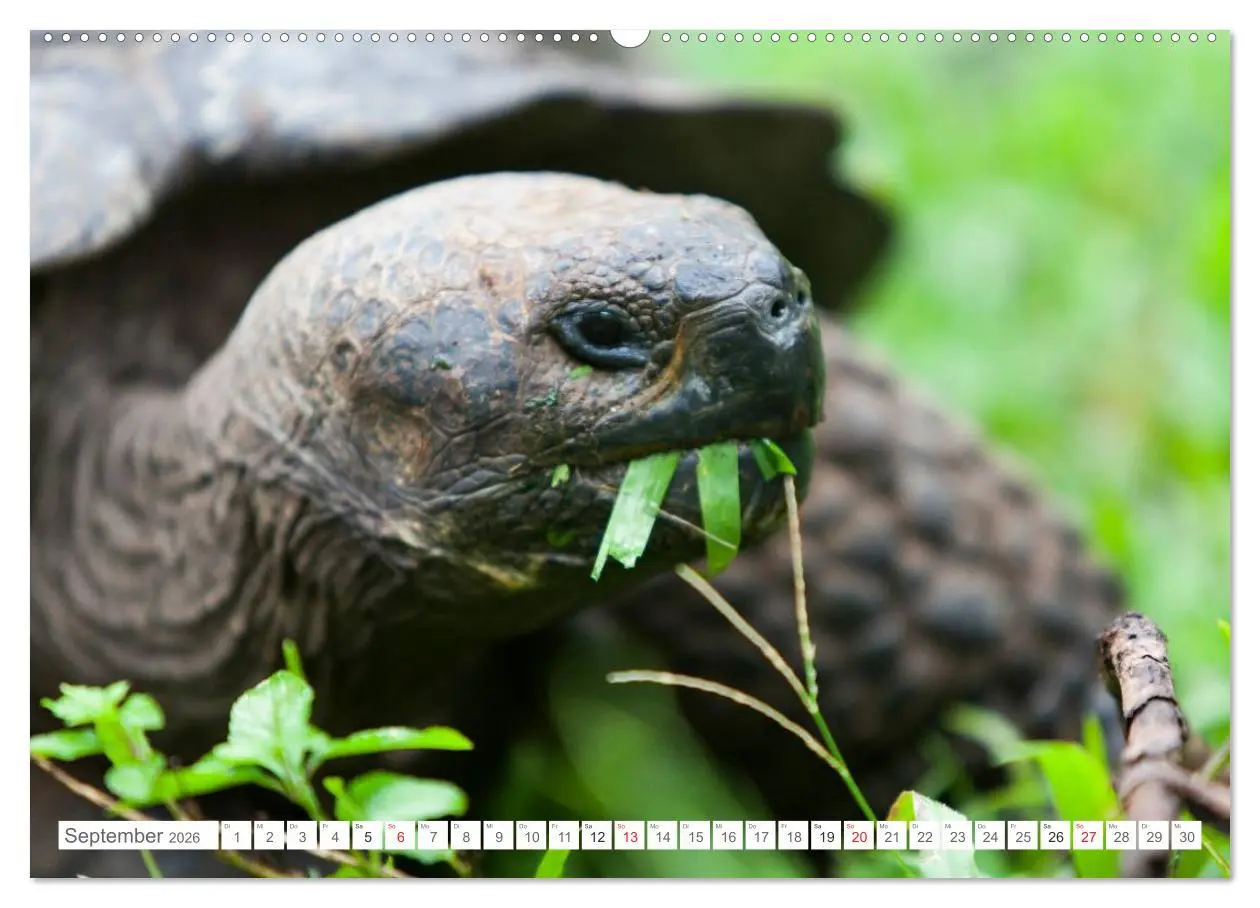 Bild: 9783516076554 | Galapagos. Verzauberte Inseln (Wandkalender 2026 DIN A2 quer),...