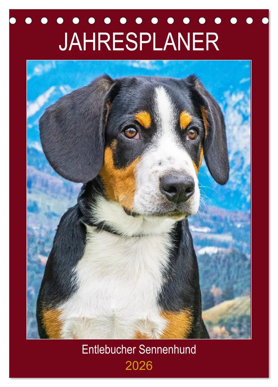 Cover: 9783516386554 | Jahresplaner Entlebucher Sennenhund (Tischkalender 2026 DIN A5...