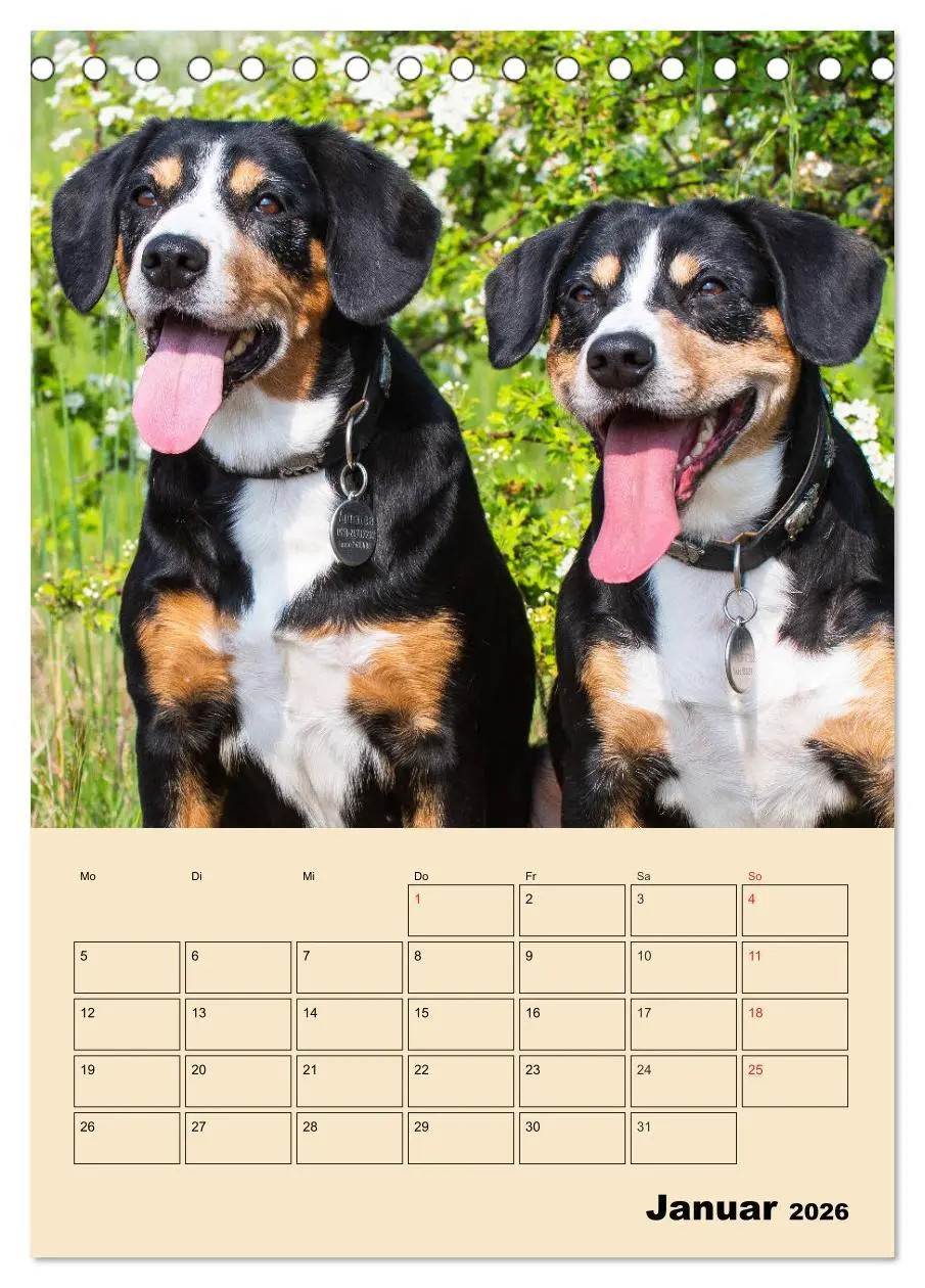 Bild: 9783516386554 | Jahresplaner Entlebucher Sennenhund (Tischkalender 2026 DIN A5...