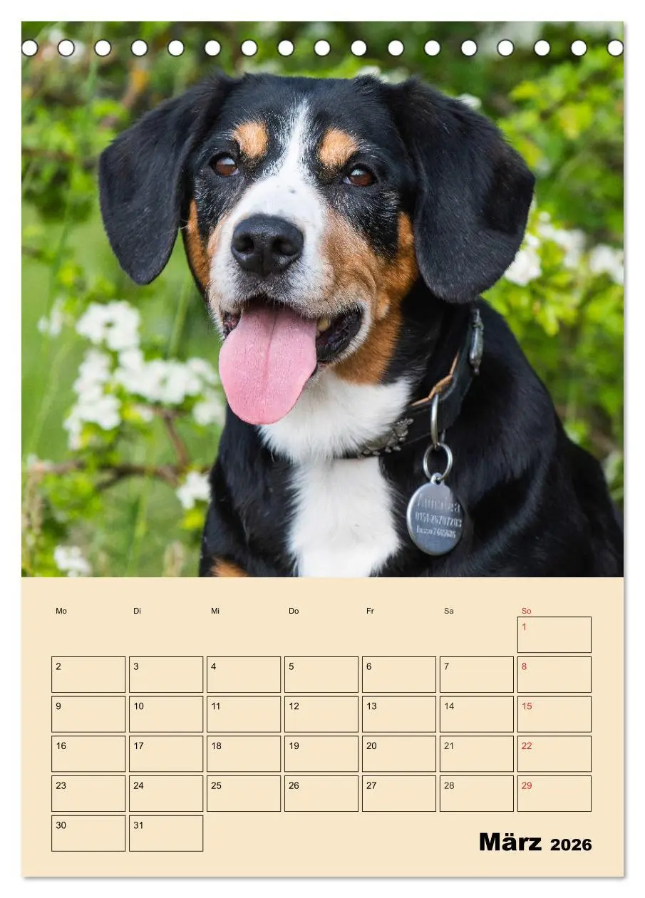 Bild: 9783516386554 | Jahresplaner Entlebucher Sennenhund (Tischkalender 2026 DIN A5...