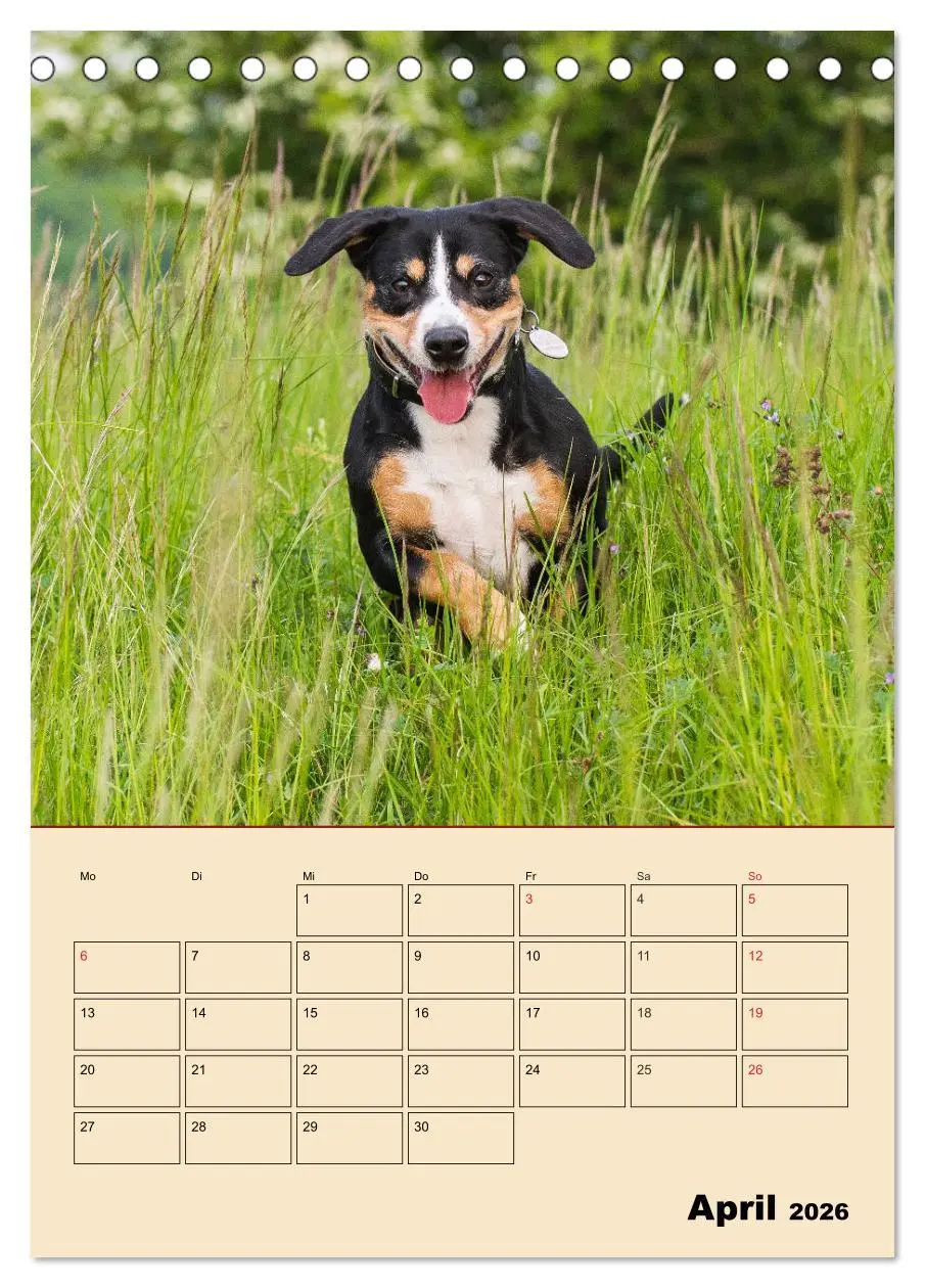 Bild: 9783516386554 | Jahresplaner Entlebucher Sennenhund (Tischkalender 2026 DIN A5...